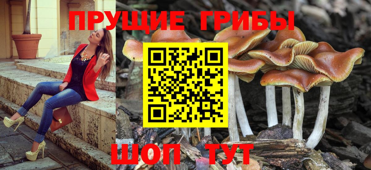 Галлюциногенные грибы Psilocybe  Псилоцибиновые грибы MAGIC MUSHROOMS  Свободный  Вход с VPN 